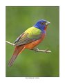 1793-1 painted bunting